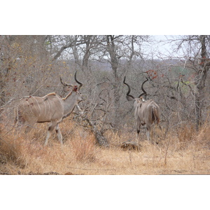 照片 南非(South Africa) 克鲁格国家公园(Kruger National Park) 鳄鱼河公路(Crocodile River road) 2008-09 45