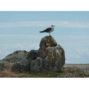 照片 法国(France) 伊厄岛(Ile d'yeu) 2009-07 74