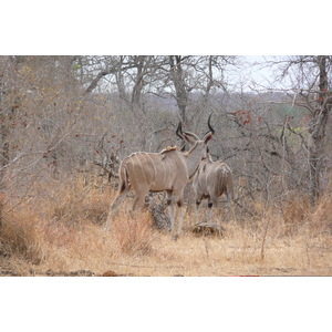 照片 南非(South Africa) 克鲁格国家公园(Kruger National Park) 鳄鱼河公路(Crocodile River road) 2008-09 44