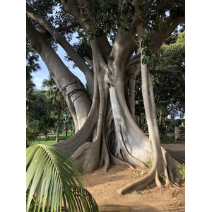 照片 意大利(Italy) 西西里岛(Sicily) 巴勒莫(Palermo) 诺曼王宫(Palazzo dei Normanni) 2020-02 141