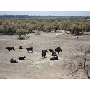 照片 法国(France) 卡马格(Camargue) 2006-06 8