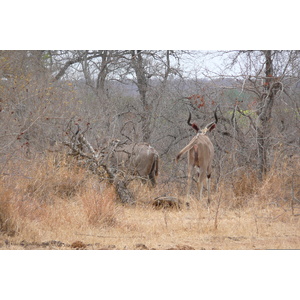 照片 南非(South Africa) 克鲁格国家公园(Kruger National Park) 鳄鱼河公路(Crocodile River road) 2008-09 35