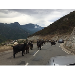 照片 法国(France) 科西嘉岛(Corsica) 阿莱萨尼山谷(Valle d'alesani) 2017-07 2