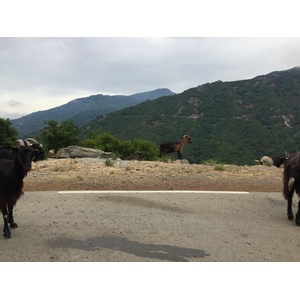 照片 法国(France) 科西嘉岛(Corsica) 阿莱萨尼山谷(Valle d'alesani) 2017-07 6