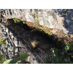照片 泰国(Thailand) 普欣隆卡国家公园(Phu Hin Rong Kla National Park) 2014-12 3