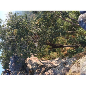 照片 泰国(Thailand) 普欣隆卡国家公园(Phu Hin Rong Kla National Park) 2014-12 329