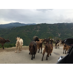 照片 法国(France) 科西嘉岛(Corsica) 阿莱萨尼山谷(Valle d'alesani) 2017-07 5