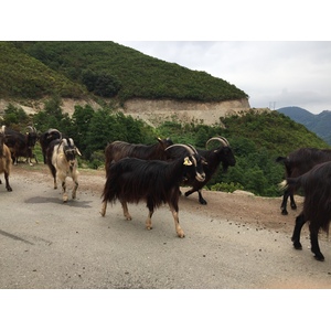 照片 法国(France) 科西嘉岛(Corsica) 阿莱萨尼山谷(Valle d'alesani) 2017-07 0