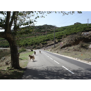照片 法国(France) 科西嘉岛(Corsica) 巴斯蒂亚至圣弗洛朗公路(Bastia to Saint Florent Road) 2006-09 34
