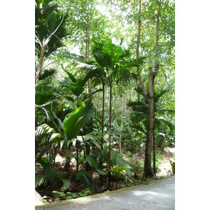 照片 塞舌尔(Seychelles) 五月谷(Vallee de Mai) 2011-10 34