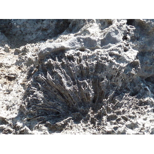 照片 新喀里多尼亚(New Caledonia) 利富岛(Lifou) 肖德雷悬崖(Xodre Cliffs) 2010-05 1