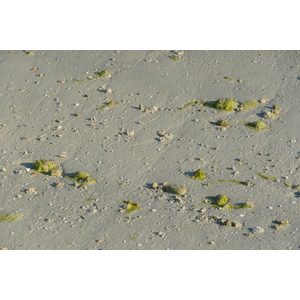 照片 阿联酋(United Arab Emirates) 迪拜(Dubai) 朱美拉棕榈岛(Palm Jumeirah) 2009-01 31