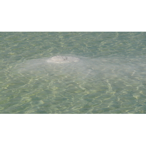 照片 以色列(Israel) 埃因博克(Boqeq) 2007-06 81