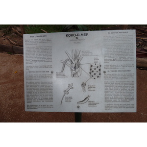 照片 塞舌尔(Seychelles) 五月谷(Vallee de Mai) 2011-10 44