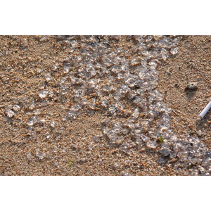 照片 法国(France) 戛纳(Cannes) 海滩(Beach) 2008-04 45