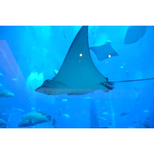 照片 阿联酋(United Arab Emirates) 迪拜(Dubai) 迪拜水世界(Dubai Aquaventure) 2009-01 58