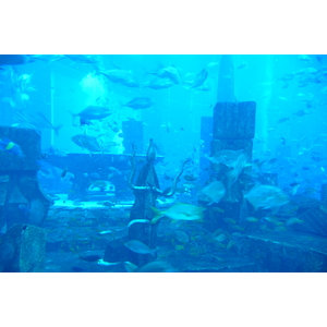 照片 阿联酋(United Arab Emirates) 迪拜(Dubai) 迪拜水世界(Dubai Aquaventure) 2009-01 57