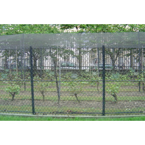 照片 法国(France) 巴黎(Paris) 卢森堡公园(Luxembourg Garden) 2007-04 31