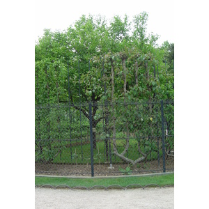 照片 法国(France) 巴黎(Paris) 卢森堡公园(Luxembourg Garden) 2007-04 210