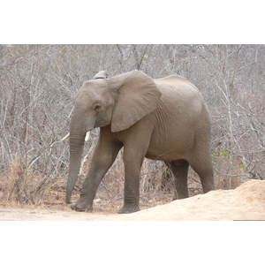 照片 南非(South Africa) 克鲁格国家公园(Kruger National Park) 萨布尔河(Sable River) 2008-09 18