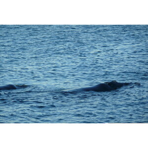 照片 南非(South Africa) 赫曼努斯(Harmanus) 2008-09 253