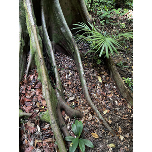 照片 新加坡(Singapore) 新加坡植物园(Singapore Botanic Gardens) 2023-01 117