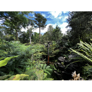 照片 新加坡(Singapore) 新加坡植物园(Singapore Botanic Gardens) 2023-01 87