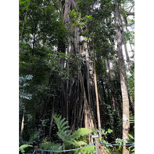 照片 新加坡(Singapore) 新加坡植物园(Singapore Botanic Gardens) 2023-01 29