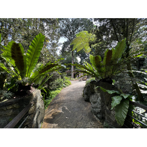 照片 新加坡(Singapore) 新加坡植物园(Singapore Botanic Gardens) 2023-01 66