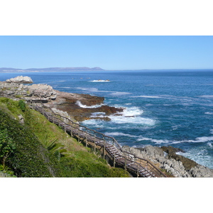 照片 南非(South Africa) 赫曼努斯(Harmanus) 2008-09 299