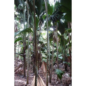 照片 塞舌尔(Seychelles) 五月谷(Vallee de Mai) 2011-10 61