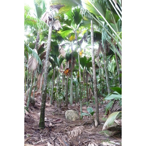 照片 塞舌尔(Seychelles) 五月谷(Vallee de Mai) 2011-10 41