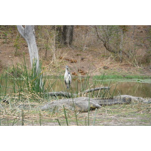 照片 南非(South Africa) 克鲁格国家公园(Kruger National Park) 萨布尔河(Sable River) 2008-09 35