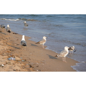 照片 法国(France) 戛纳(Cannes) 海滩(Beach) 2008-04 46
