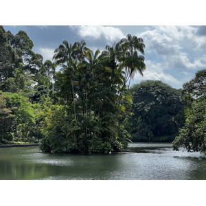 照片 新加坡(Singapore) 新加坡植物园(Singapore Botanic Gardens) 2023-01 104