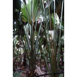 照片 塞舌尔(Seychelles) 五月谷(Vallee de Mai) 2011-10 51