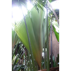 照片 塞舌尔(Seychelles) 五月谷(Vallee de Mai) 2011-10 50