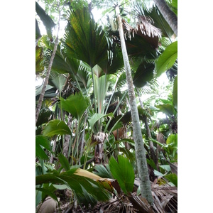 照片 塞舌尔(Seychelles) 五月谷(Vallee de Mai) 2011-10 46