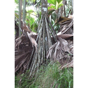 照片 塞舌尔(Seychelles) 五月谷(Vallee de Mai) 2011-10 91