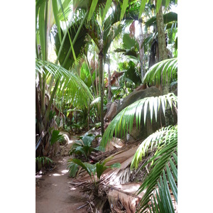 照片 塞舌尔(Seychelles) 五月谷(Vallee de Mai) 2011-10 31