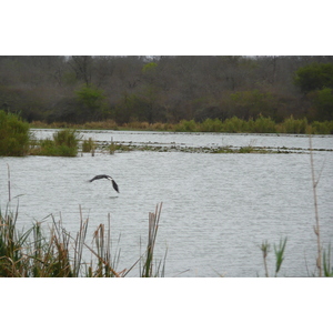 照片 南非(South Africa) 克鲁格国家公园(Kruger National Park) 萨布尔河(Sable River) 2008-09 55