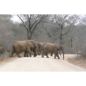 照片 南非(South Africa) 克鲁格国家公园(Kruger National Park) 萨布尔河(Sable River) 2008-09 57