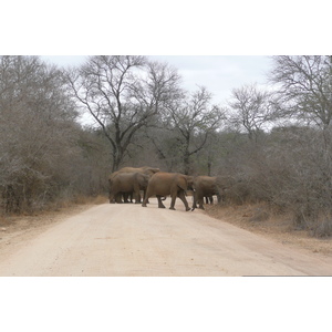 照片 南非(South Africa) 克鲁格国家公园(Kruger National Park) 萨布尔河(Sable River) 2008-09 51