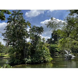 照片 新加坡(Singapore) 新加坡植物园(Singapore Botanic Gardens) 2023-01 15
