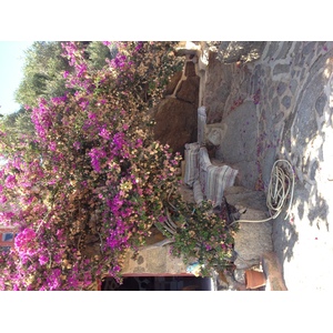 照片 希腊(Greece) 米科诺斯岛(Mykonos) 2014-07 8