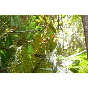 照片 塞舌尔(Seychelles) 五月谷(Vallee de Mai) 2011-10 70
