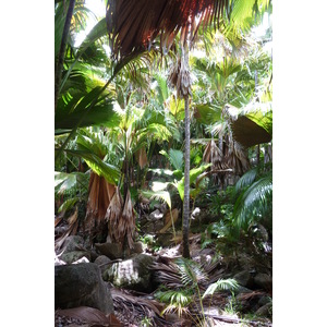 照片 塞舌尔(Seychelles) 五月谷(Vallee de Mai) 2011-10 78