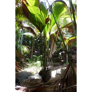 照片 塞舌尔(Seychelles) 五月谷(Vallee de Mai) 2011-10 94