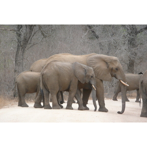 照片 南非(South Africa) 克鲁格国家公园(Kruger National Park) 萨布尔河(Sable River) 2008-09 56