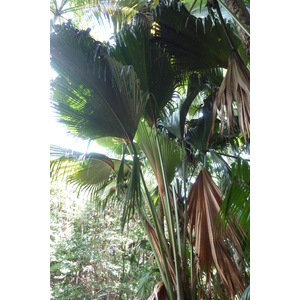照片 塞舌尔(Seychelles) 五月谷(Vallee de Mai) 2011-10 2